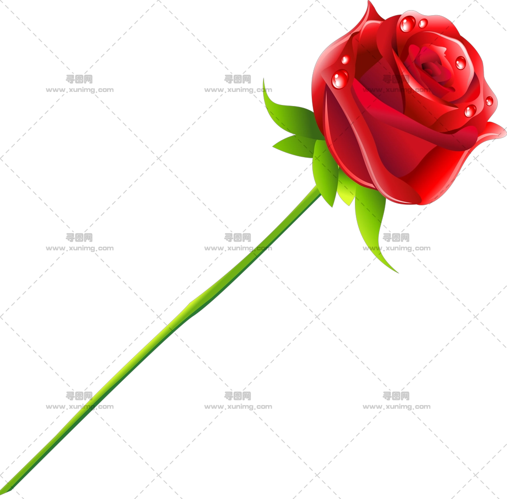 水滴红玫瑰插画PNG免抠图预览图