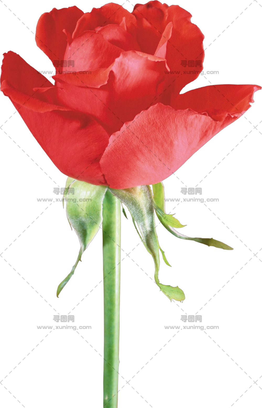 美丽红玫瑰花朵PNG免抠图预览图 美丽红玫瑰花朵PNG免抠图预览图