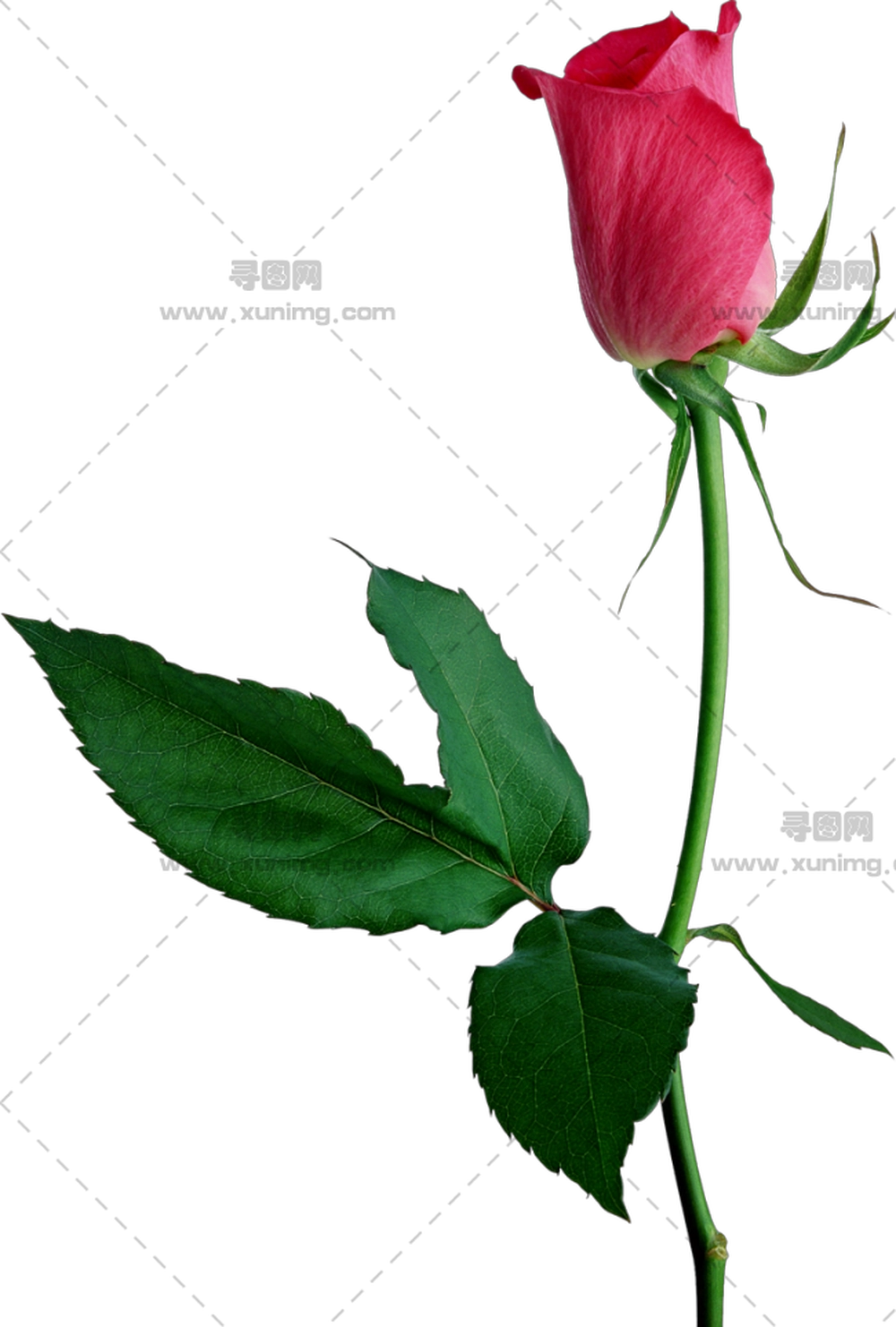 绿叶红玫瑰PNG免抠图预览图