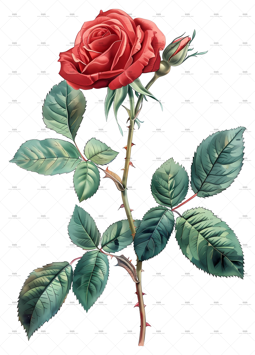 红玫瑰叶植物插画PNG免抠图预览图 红玫瑰叶植物插画PNG免抠图预览图