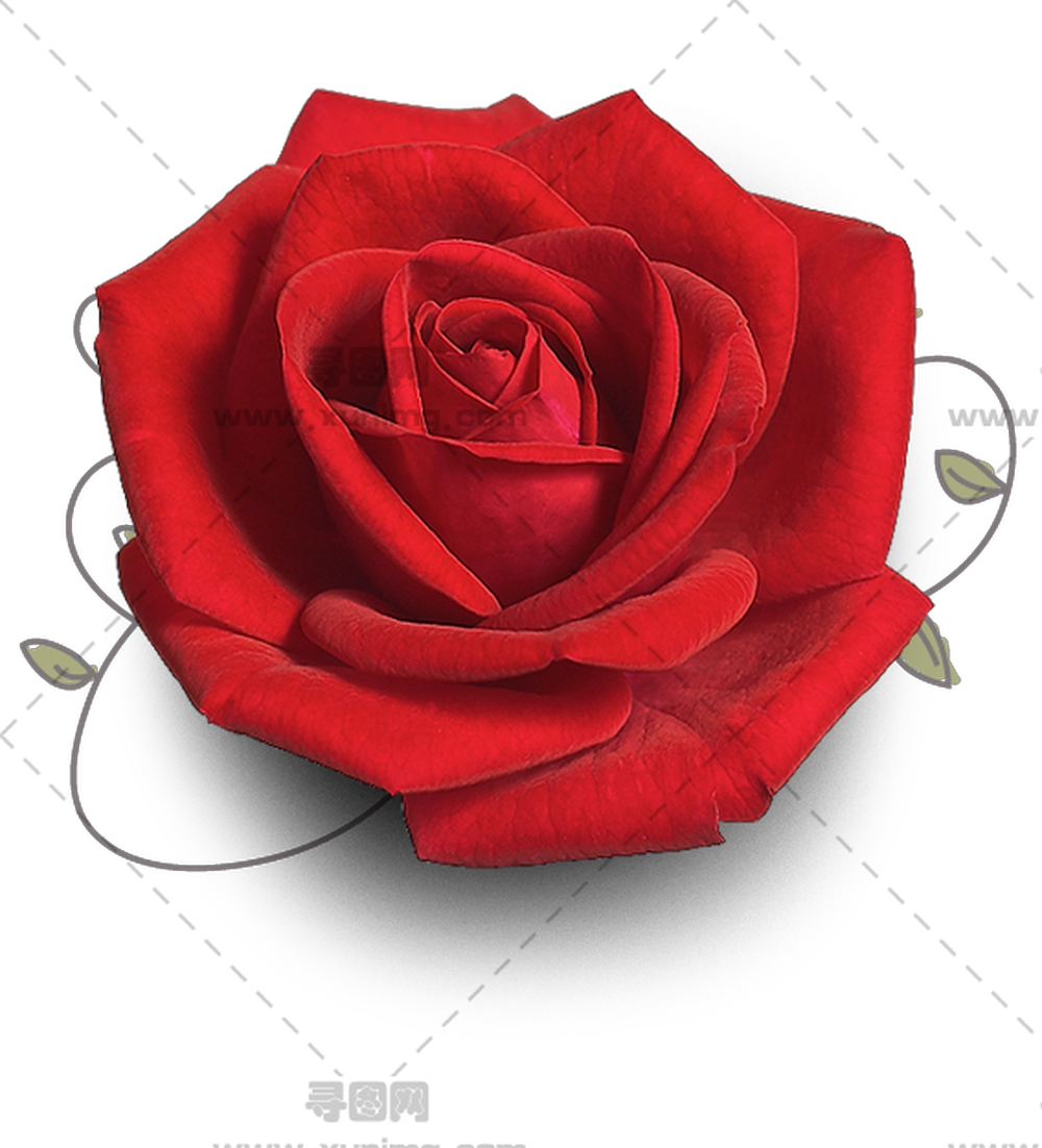 惊艳花瓣特写红玫瑰PNG免抠图预览图 惊艳花瓣特写红玫瑰PNG免抠图预览图