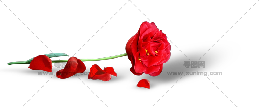 飘落花瓣红玫瑰PNG免抠图预览图