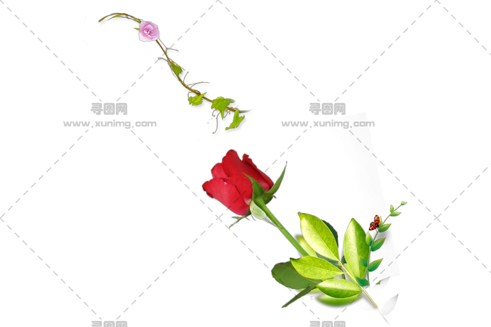 绿叶红玫瑰PNG免抠图预览图