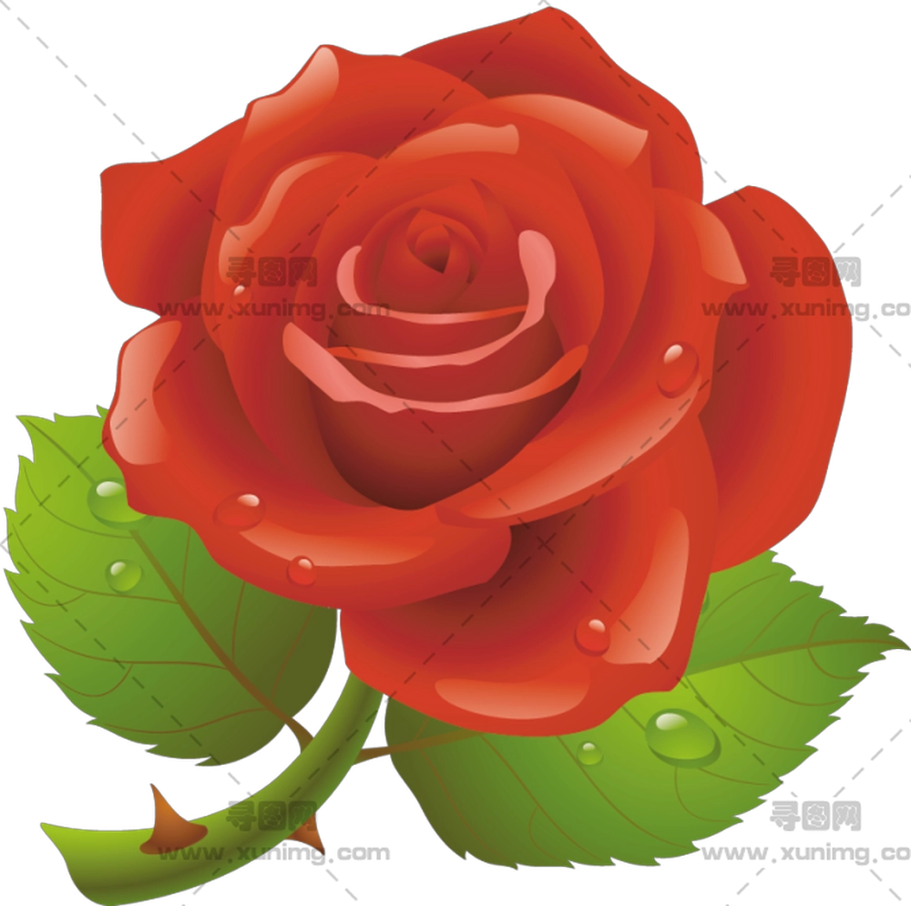 美丽绿叶红玫瑰PNG免抠图预览图
