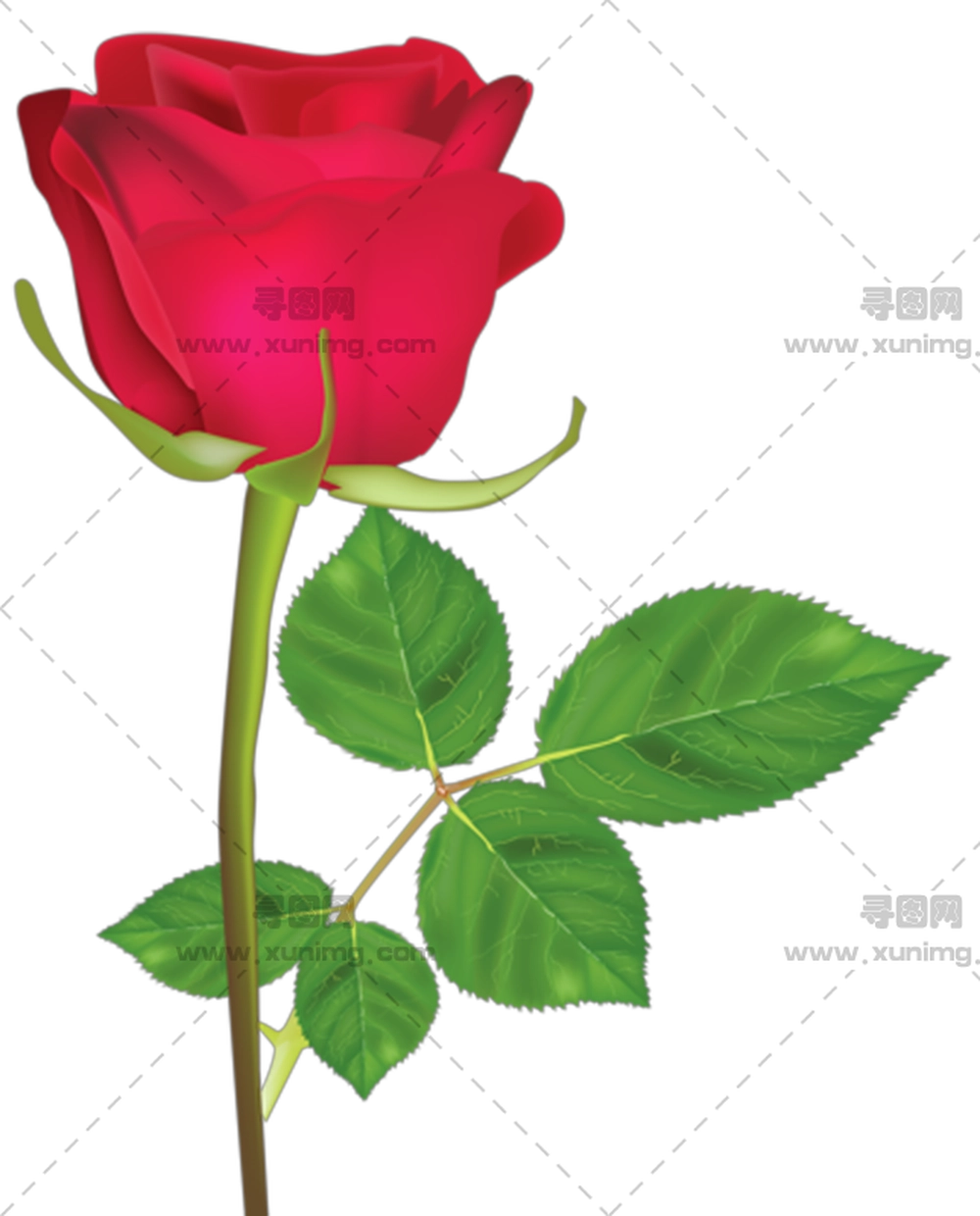 绿茎优雅单枝红玫瑰PNG免抠图预览图