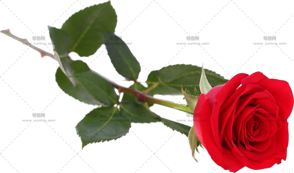 长茎优雅红玫瑰PNG免抠图预览图 长茎优雅红玫瑰PNG免抠图预览图