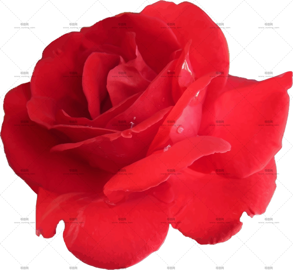 花瓣新鲜露珠红玫瑰花朵PNG免抠图预览图 花瓣新鲜露珠红玫瑰花朵PNG免抠图预览图