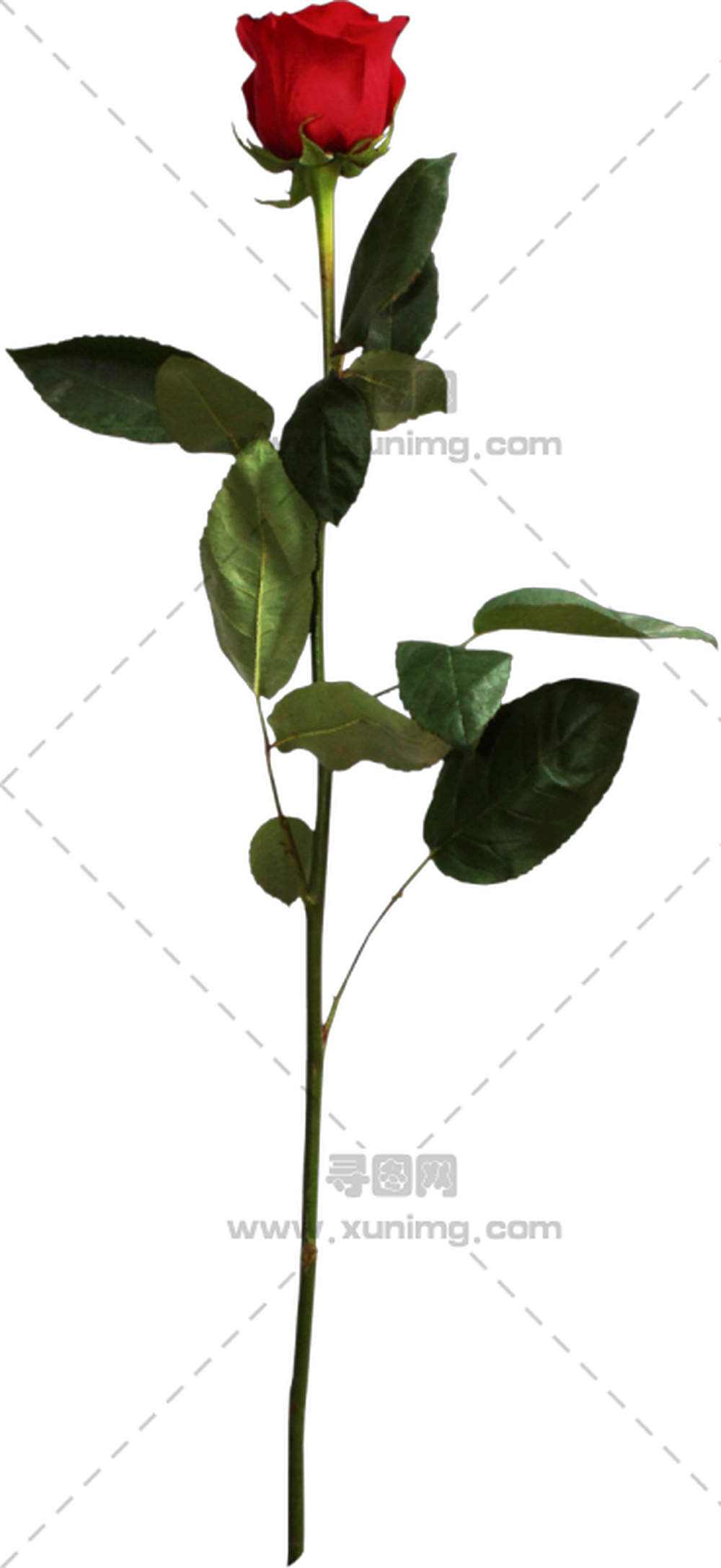 绿茎单枝红玫瑰PNG免抠图预览图