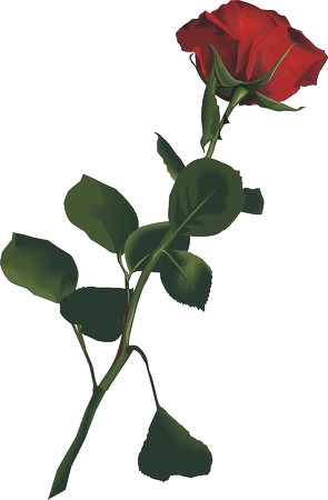 绿叶红玫瑰PNG免抠图