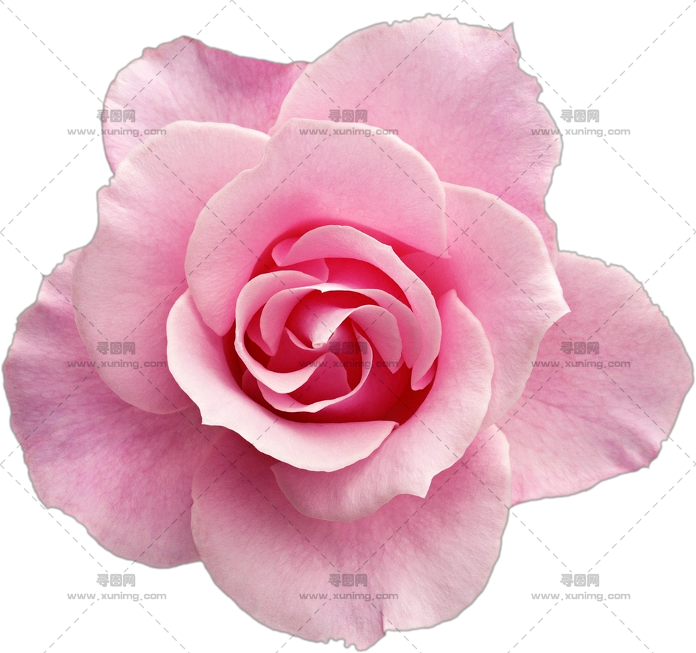 盛开粉色玫瑰花朵PNG免抠图预览图