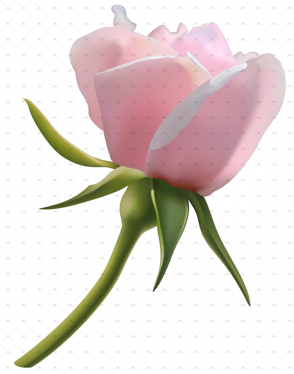优雅粉色玫瑰花和绿色茎PNG免抠图预览图