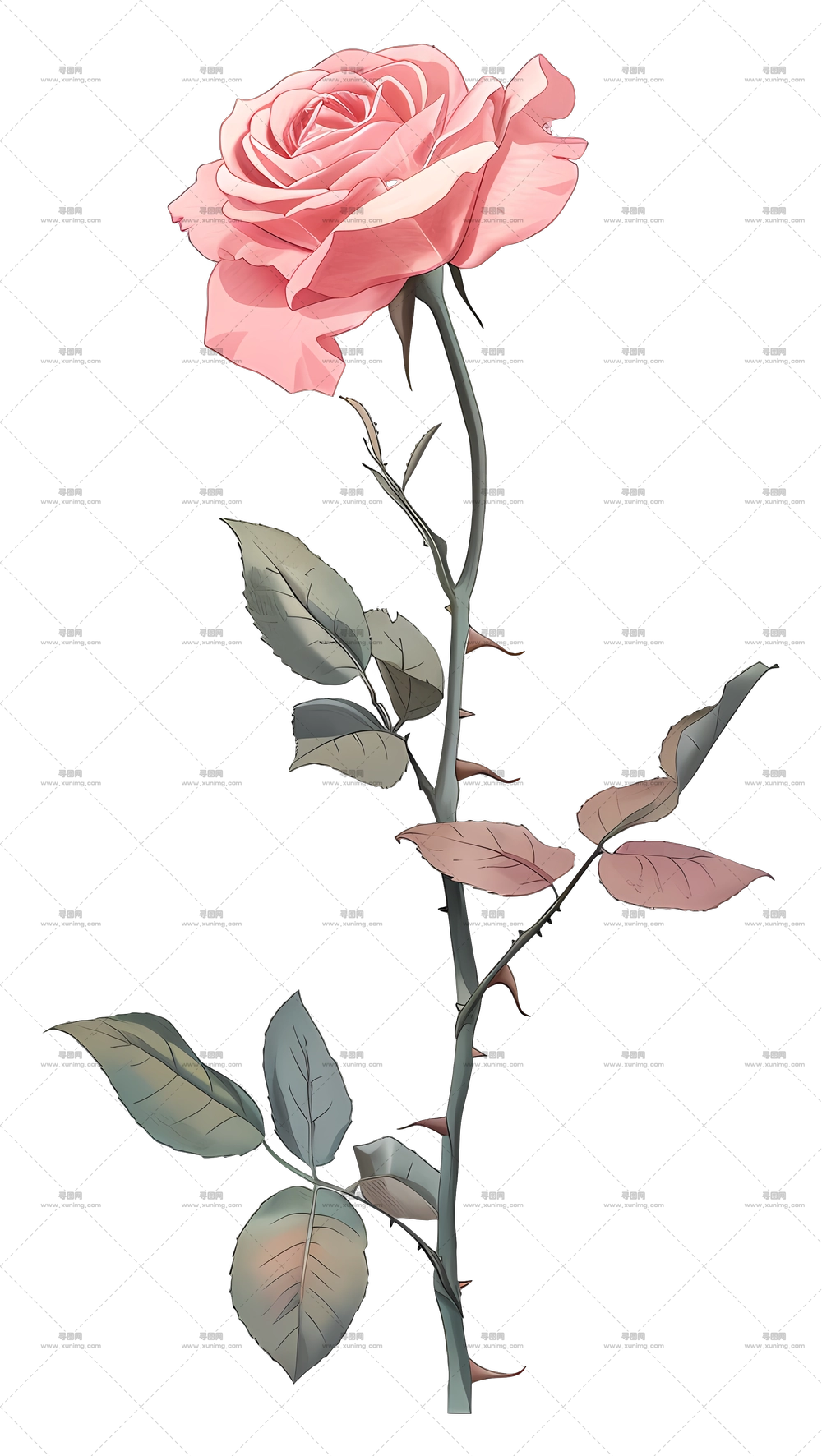 带茎精致粉色玫瑰花插图PNG免抠图预览图