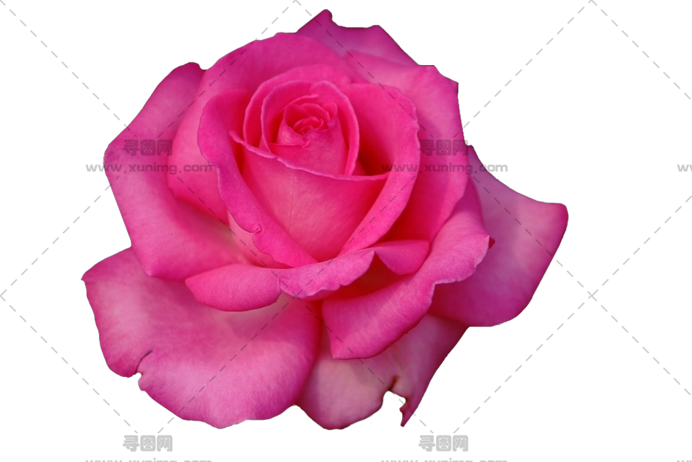 粉色玫瑰花特写PNG免抠图预览图