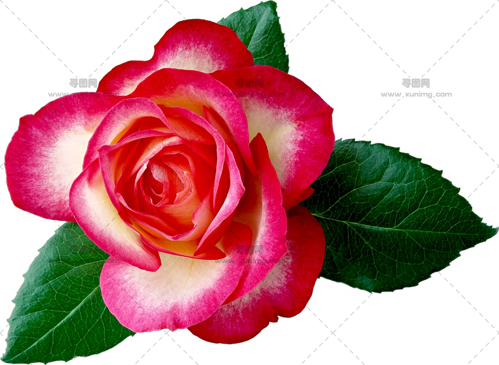 带绿叶美丽粉色玫瑰花PNG免抠图预览图