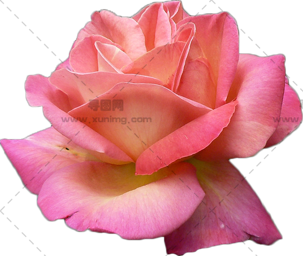 盛开美丽粉色玫瑰花PNG免抠图预览图