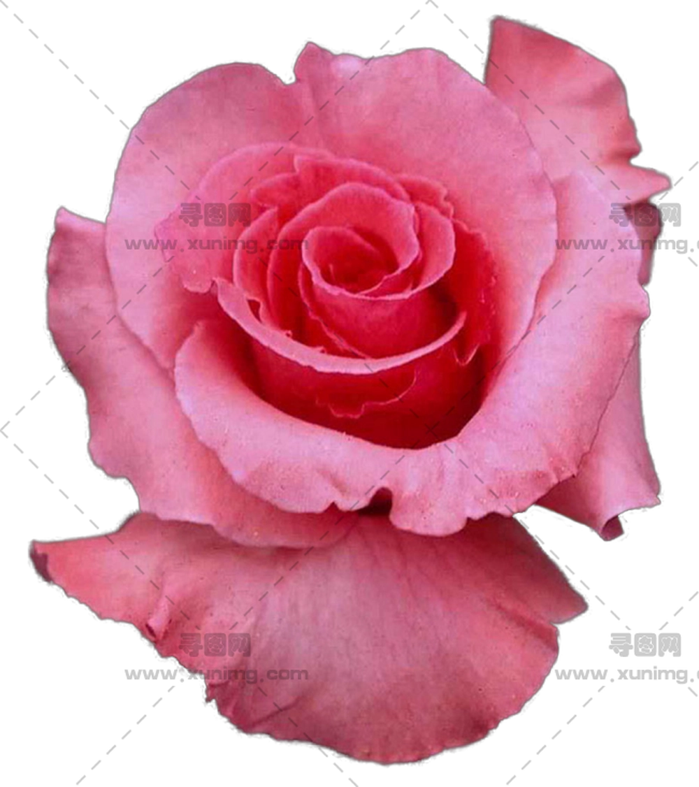 优雅绽放粉色玫瑰花PNG免抠图预览图