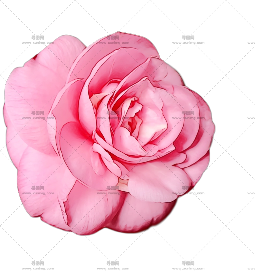 盛开粉色玫瑰花插画PNG免抠图预览图