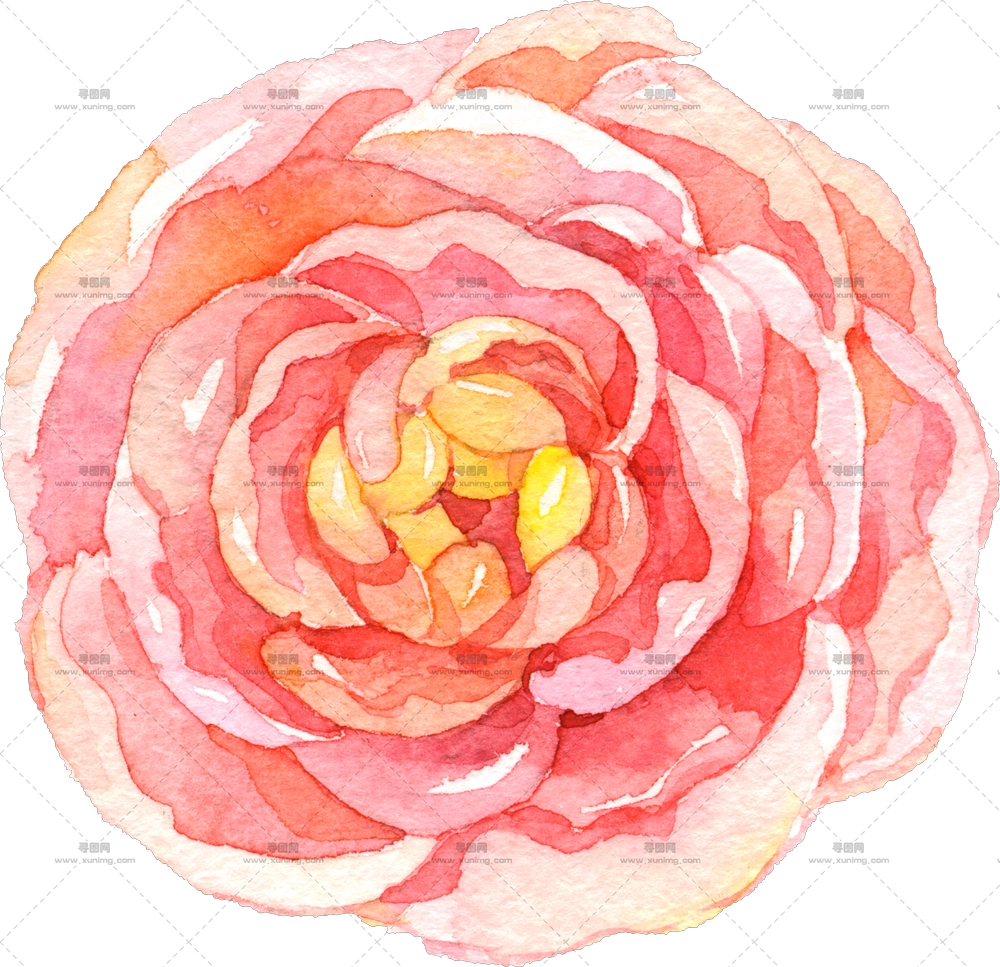 粉色玫瑰花水彩插画PNG免抠图预览图 粉色玫瑰花水彩插画PNG免抠图预览图