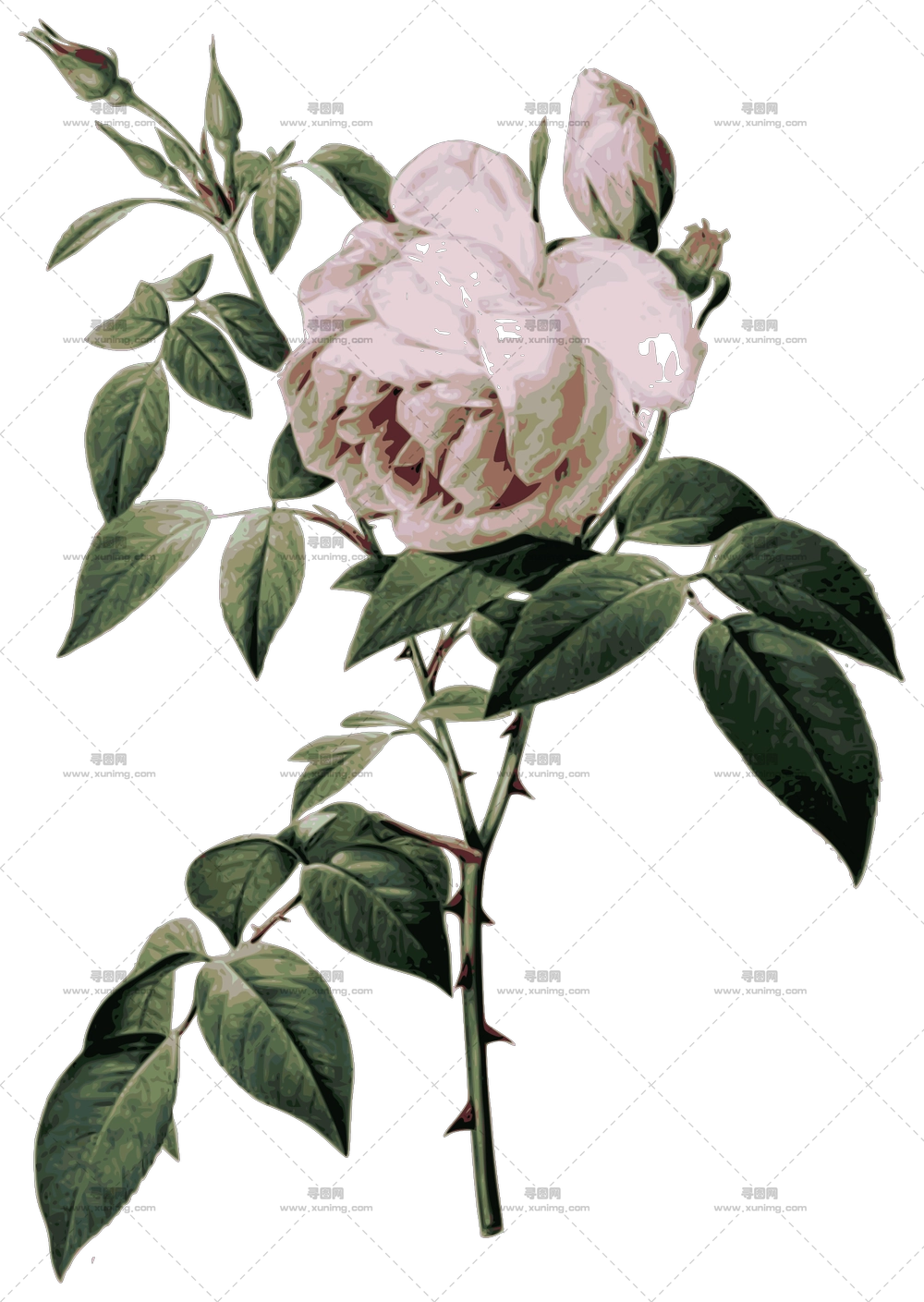 优雅粉色玫瑰花植物学插画PNG免抠图预览图