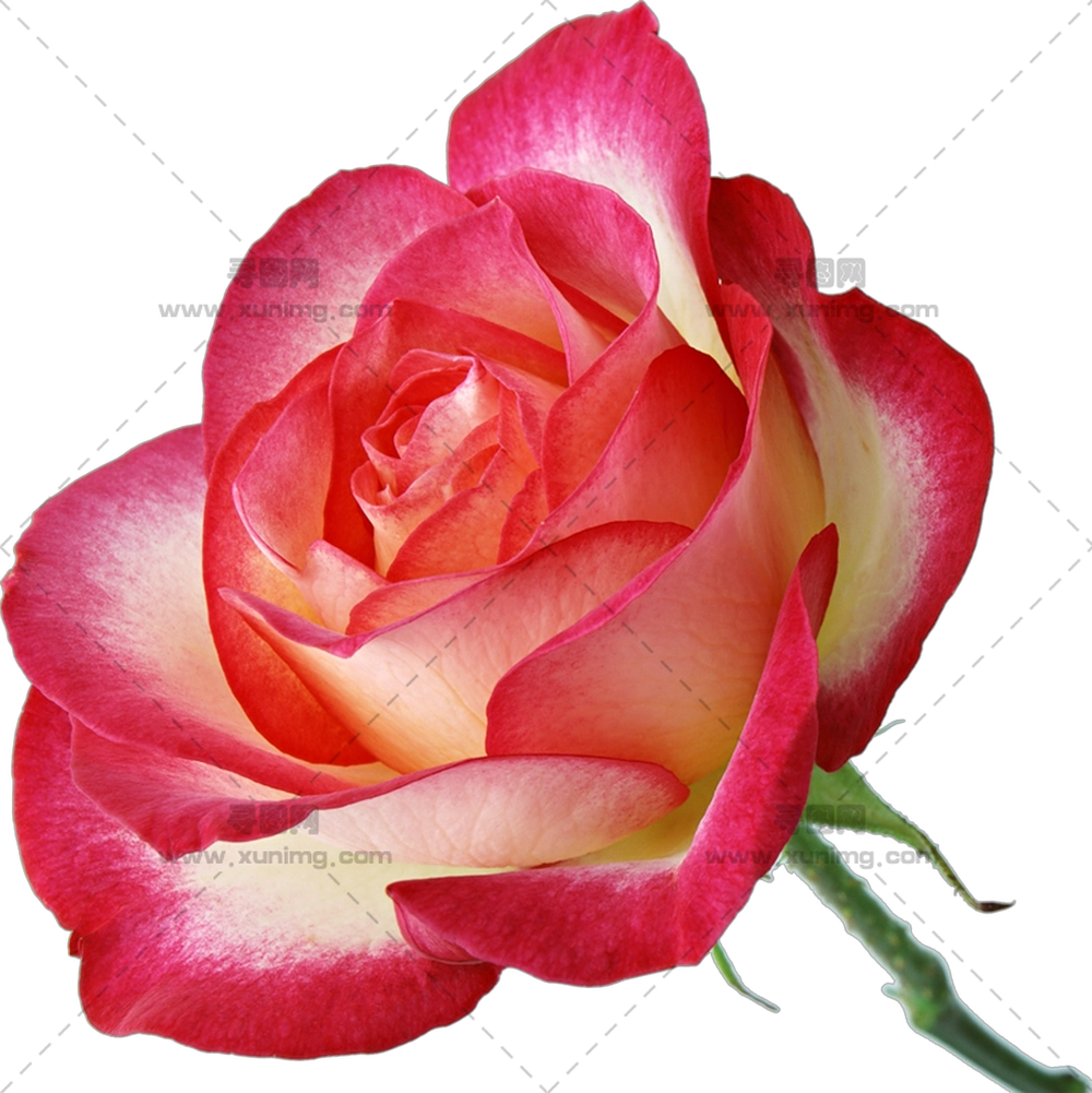 绽放粉色玫瑰花特写PNG免抠图预览图 绽放粉色玫瑰花特写PNG免抠图预览图