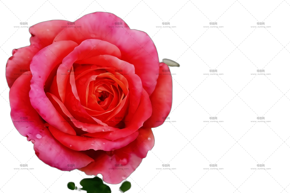 粉色玫瑰花朵绽放特写PNG免抠图预览图