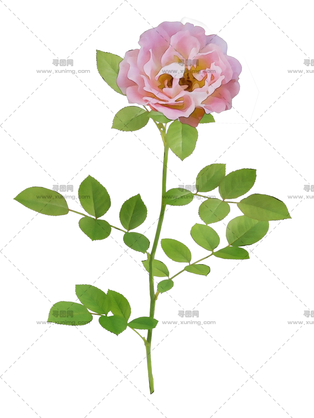 带茎绿叶粉色玫瑰花PNG免抠图预览图