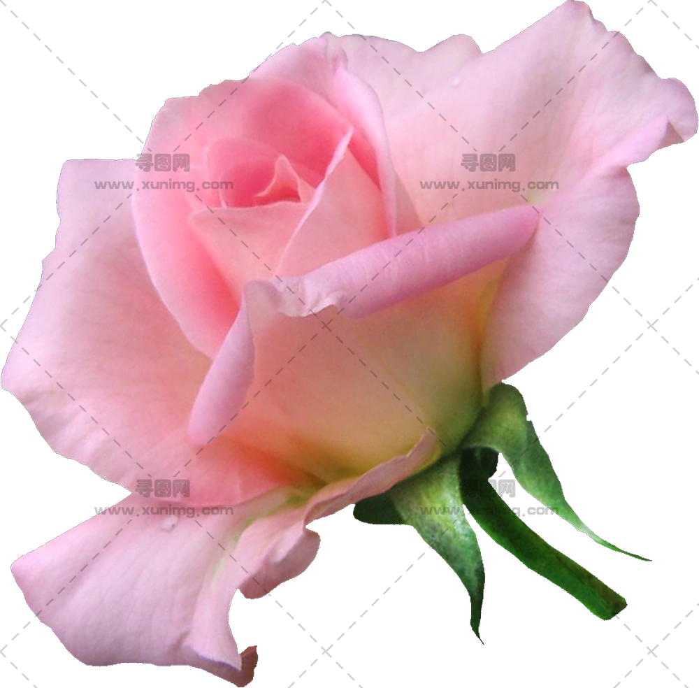 浪漫场合美丽粉色玫瑰花PNG免抠图预览图 浪漫场合美丽粉色玫瑰花PNG免抠图预览图