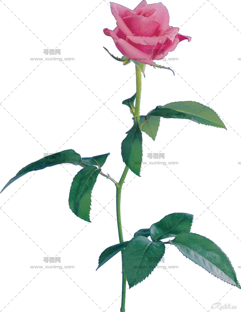 带绿叶粉色玫瑰花朵PNG免抠图预览图