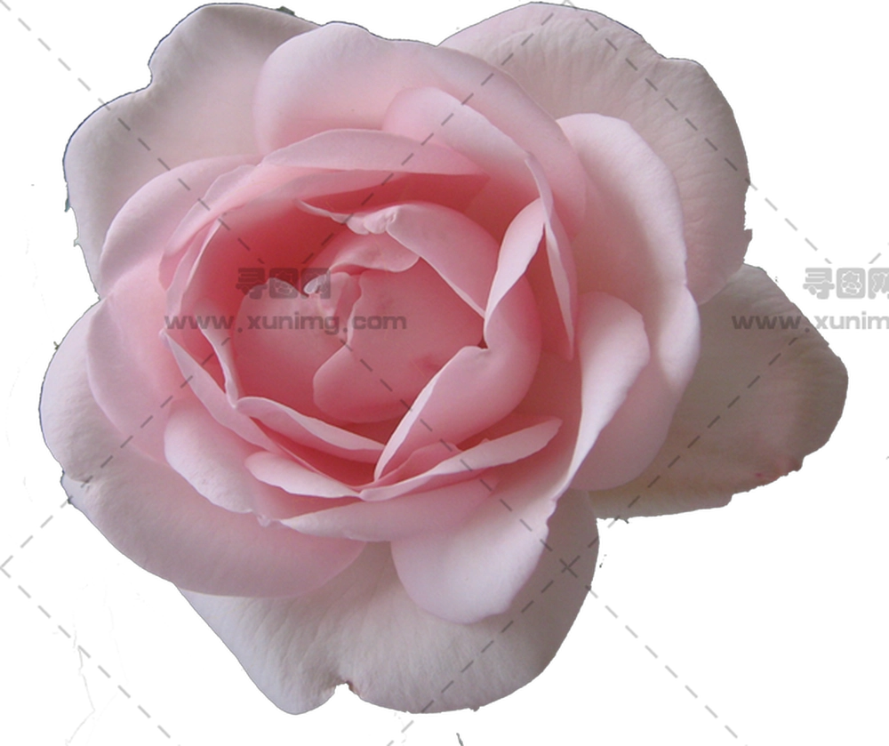 柔和粉色玫瑰花绽放PNG免抠图预览图