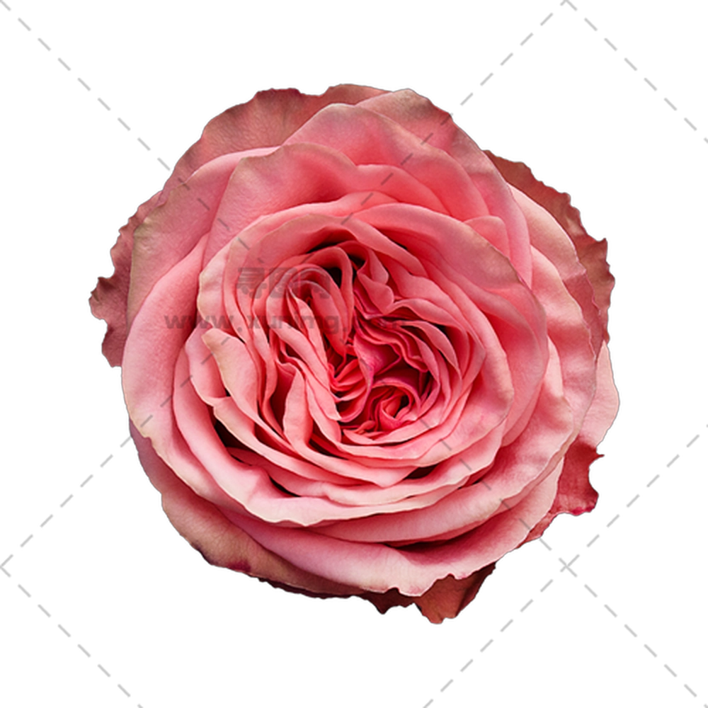 粉色玫瑰花特写视角PNG免抠图预览图
