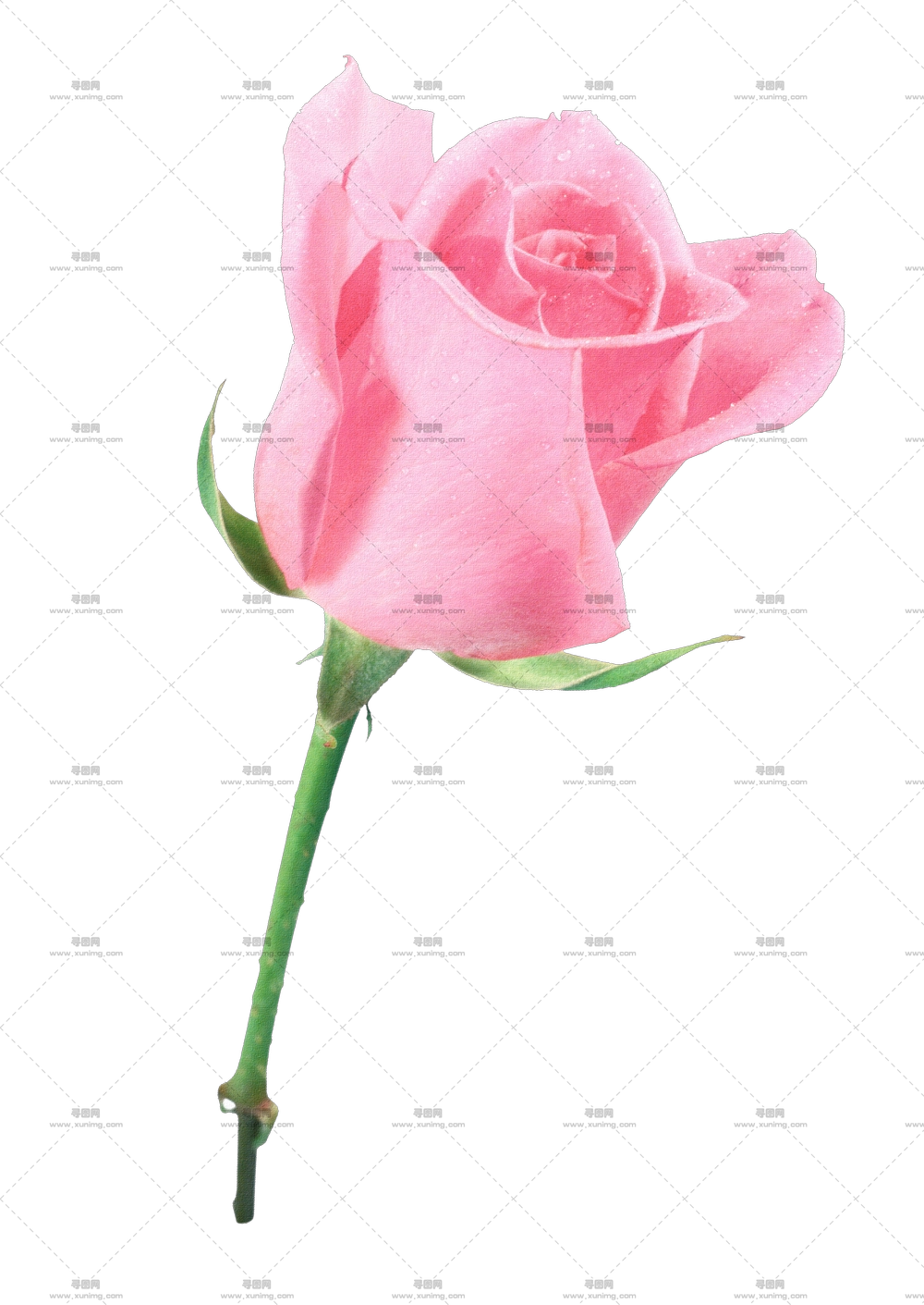 装饰浪漫主题粉色玫瑰花朵PNG免抠图预览图