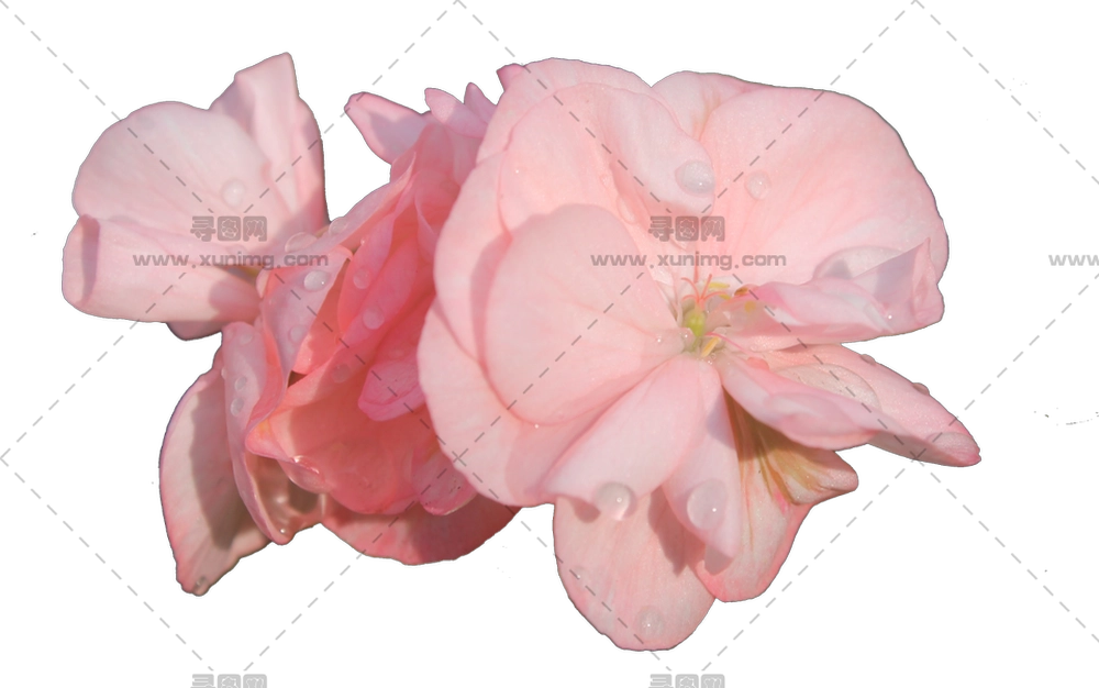 带柔和花瓣露珠粉色玫瑰花PNG免抠图预览图