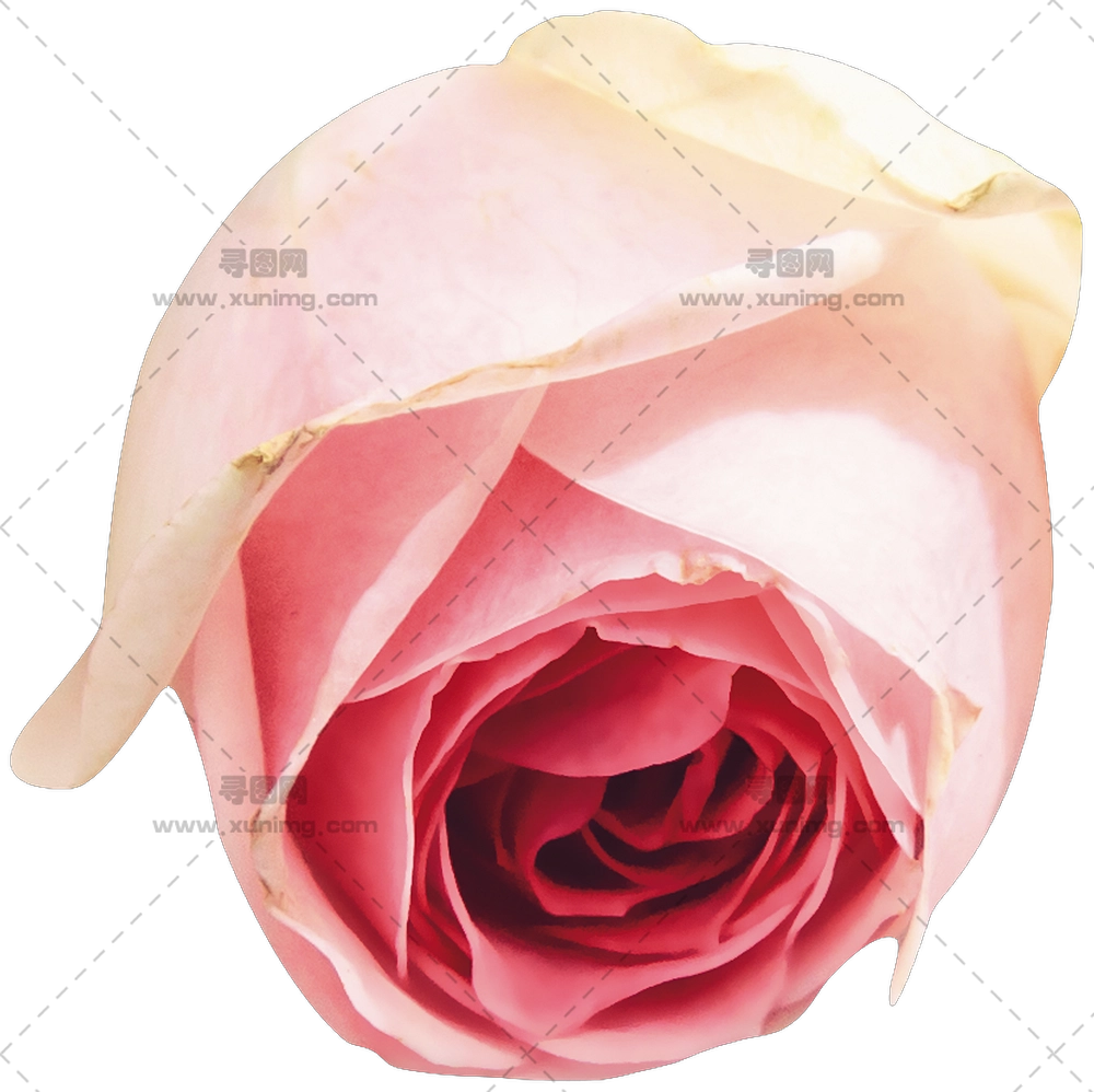 粉色玫瑰花特写花朵PNG免抠图预览图