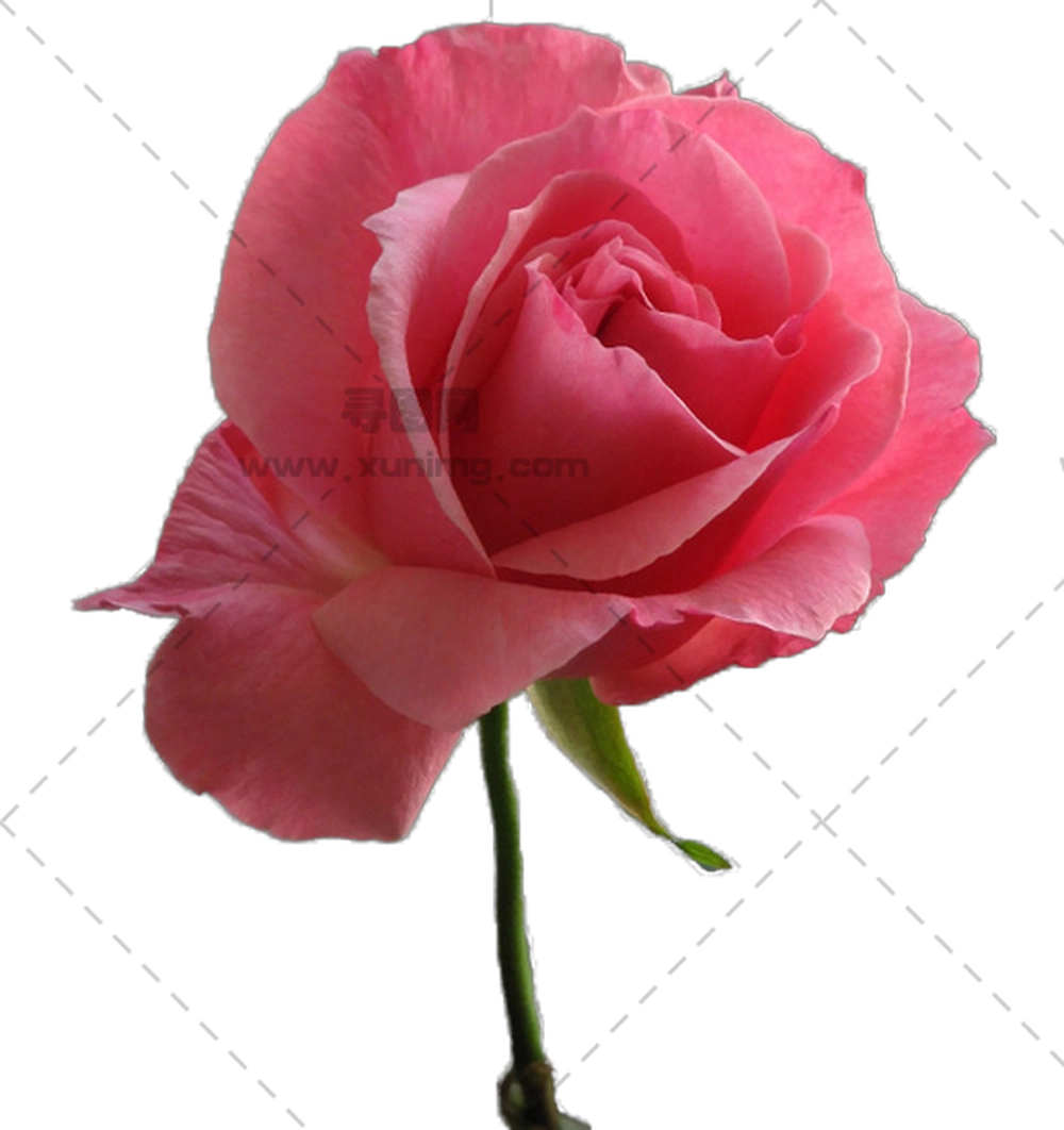 绽放粉色玫瑰花朵PNG免抠图预览图