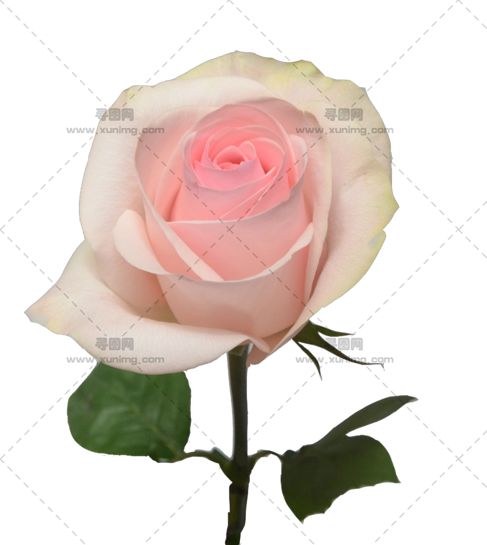 带茎叶子粉色玫瑰花PNG免抠图预览图
