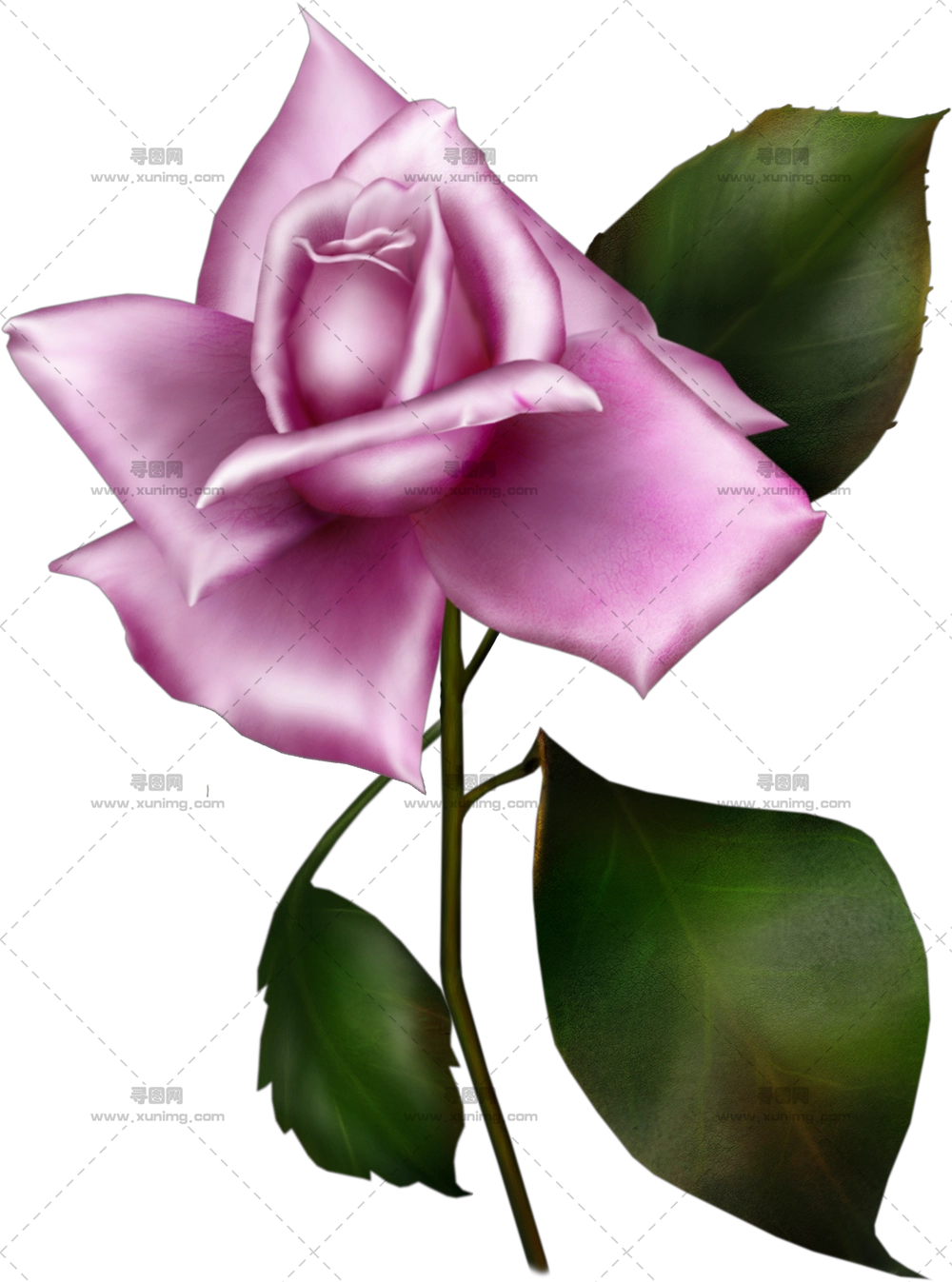 粉色玫瑰花插画PNG免抠图预览图 粉色玫瑰花插画PNG免抠图预览图