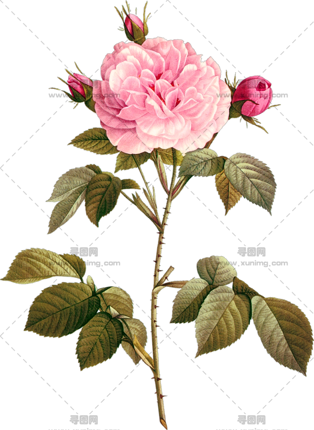 美丽粉色玫瑰花和花蕾插画PNG免抠图预览图