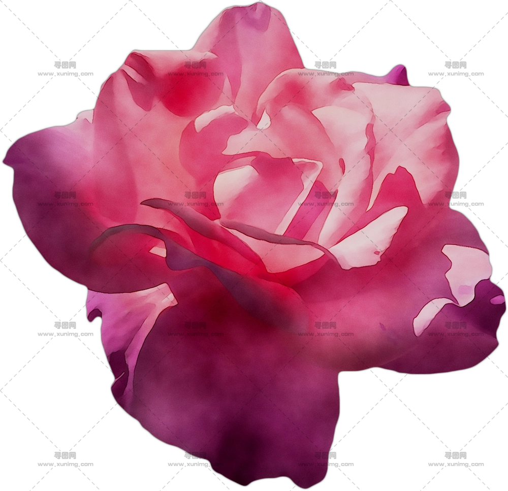 精致粉色玫瑰花朵插画PNG免抠图预览图 精致粉色玫瑰花朵插画PNG免抠图预览图