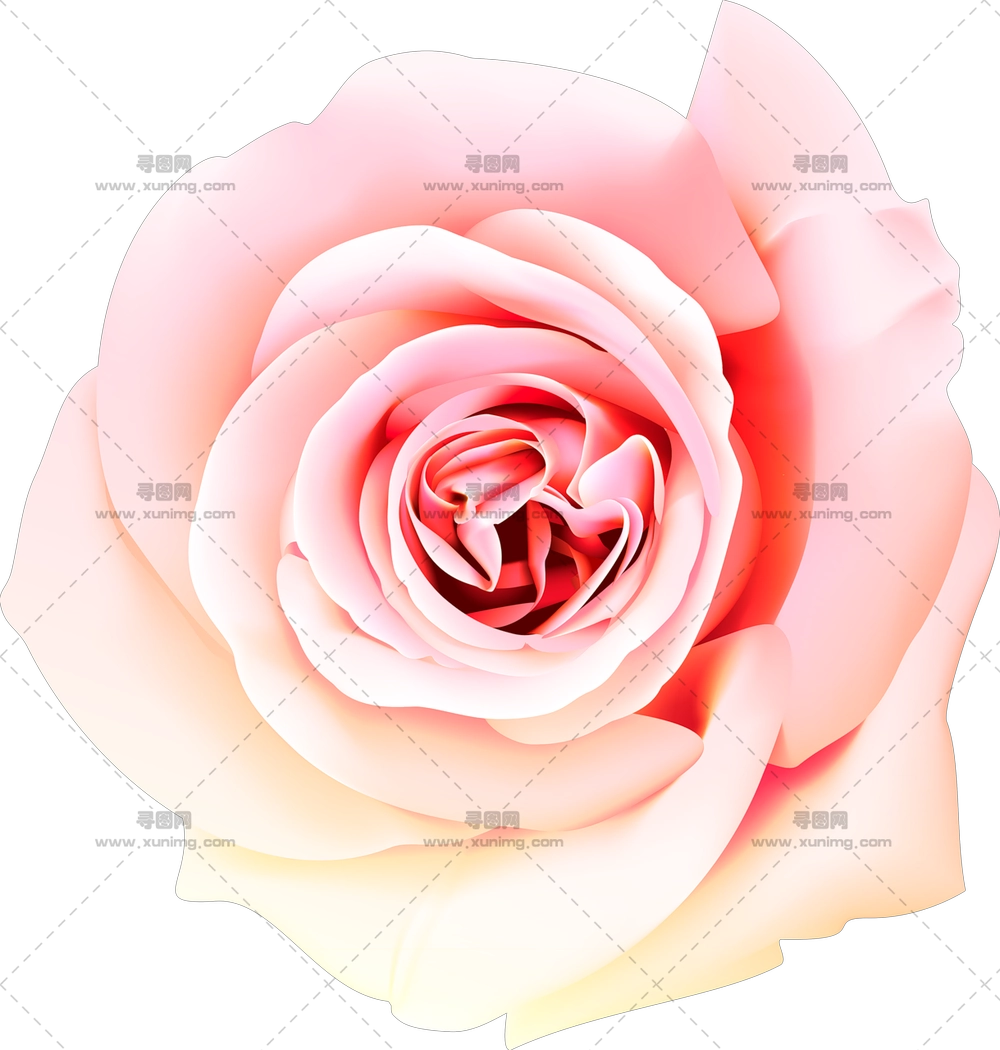 优雅粉色玫瑰花朵PNG免抠图预览图