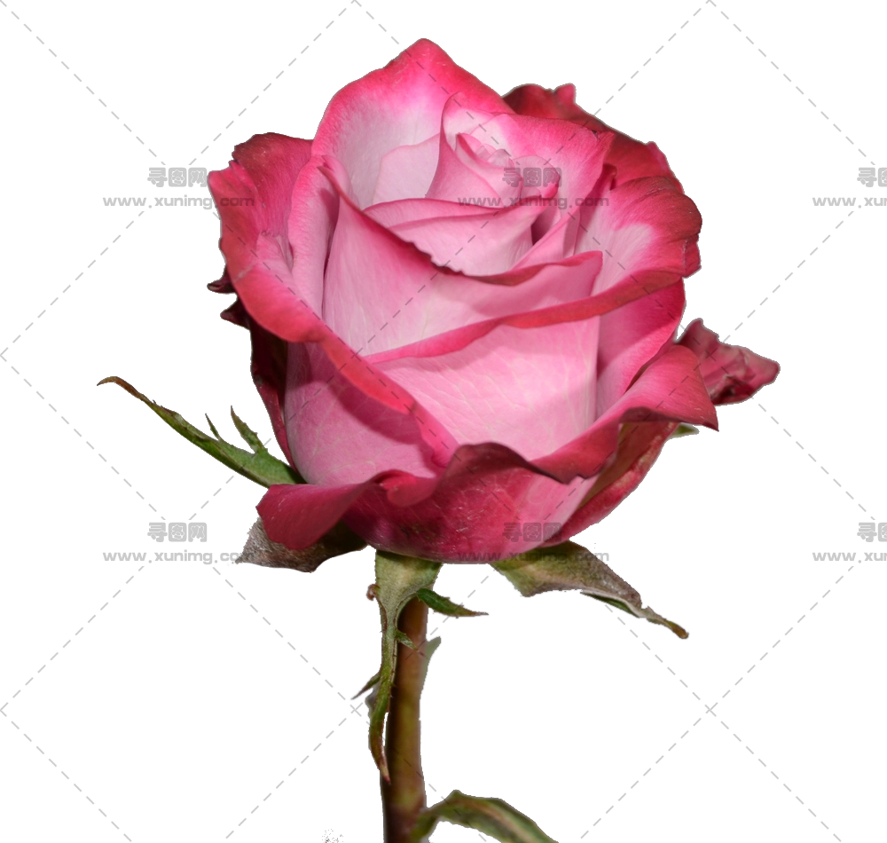 美丽粉色玫瑰花朵绽放PNG免抠图预览图
