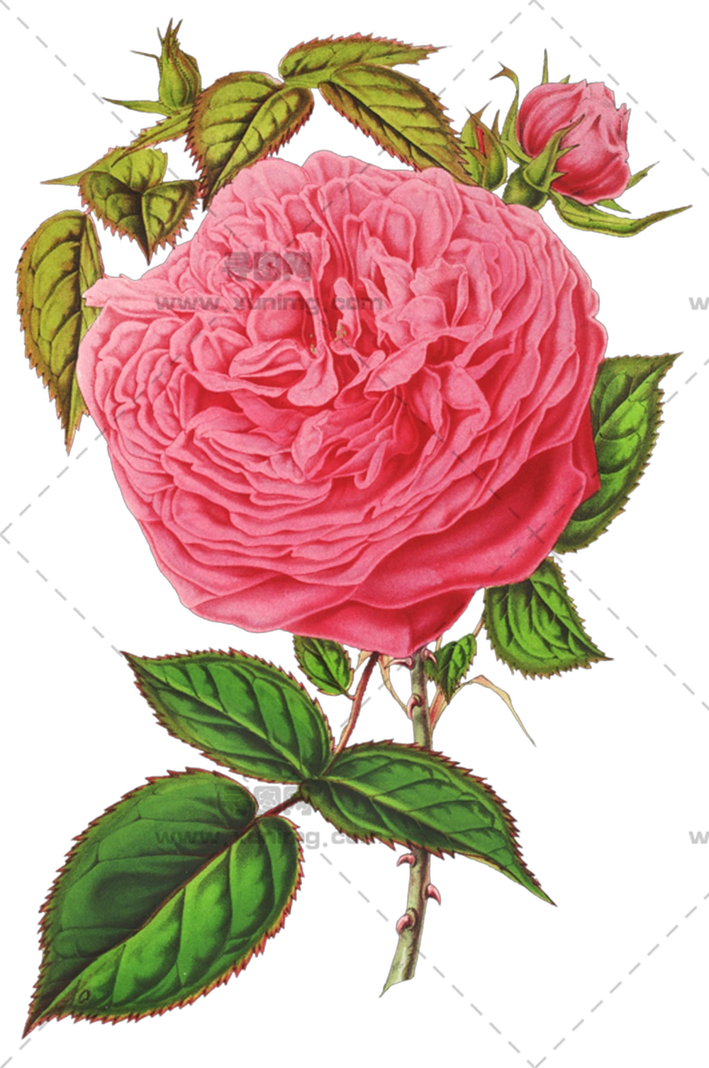 粉色玫瑰花植物学插画PNG免抠图预览图