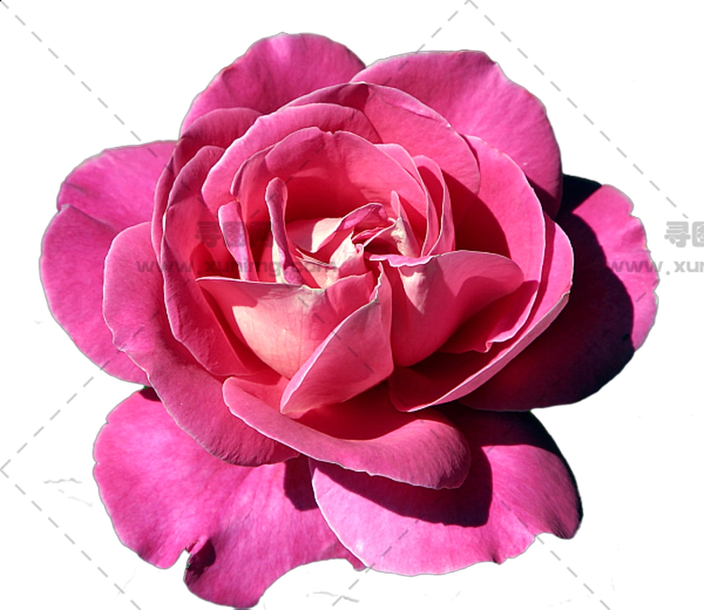 绽放粉色玫瑰花朵PNG免抠图预览图