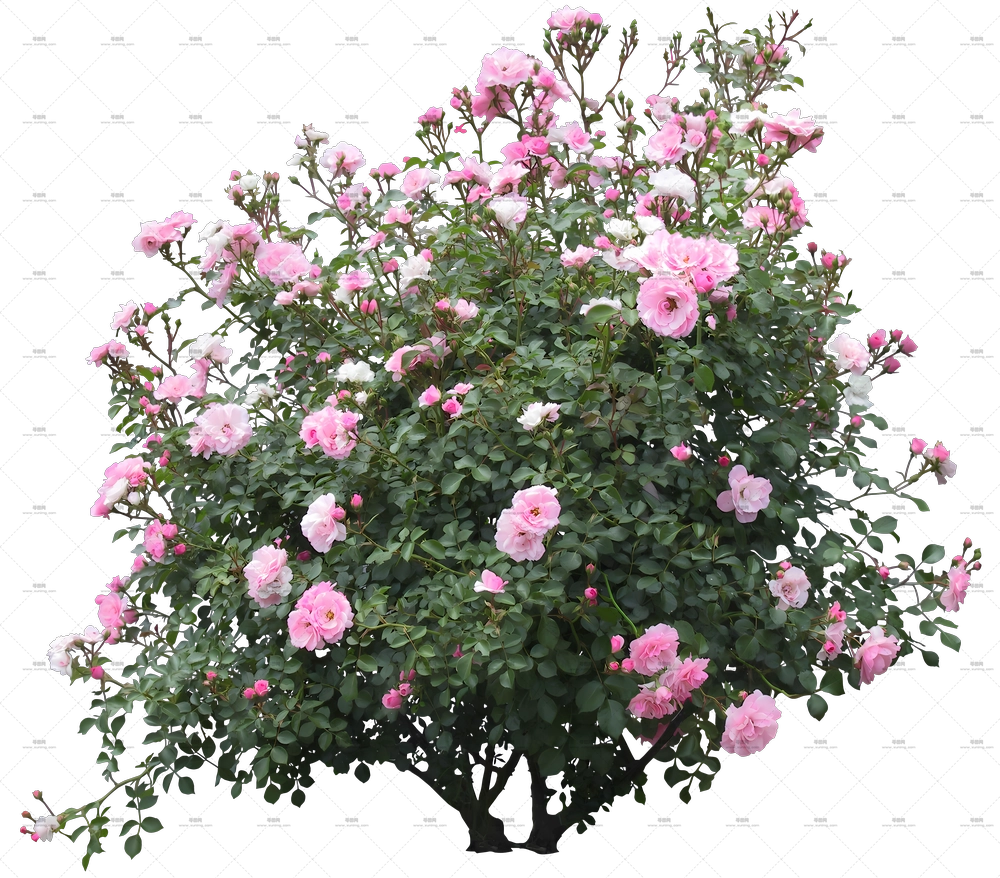 盛开粉色玫瑰花灌木PNG免抠图预览图
