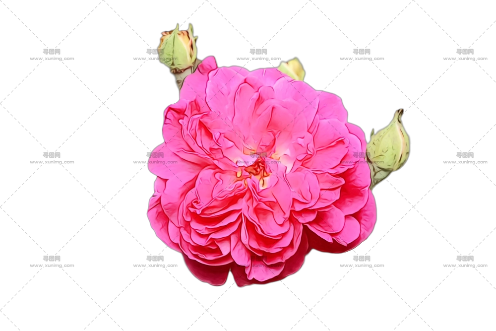 粉色玫瑰花朵蕾PNG免抠图预览图