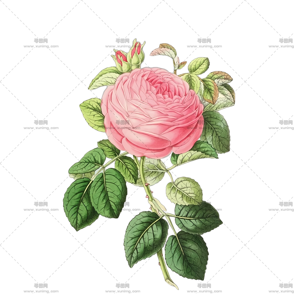 粉色玫瑰花朵插画PNG免抠图预览图 粉色玫瑰花朵插画PNG免抠图预览图