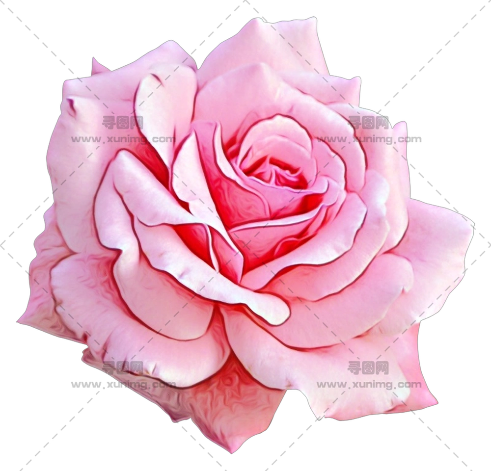 粉色玫瑰花绽放插画PNG免抠图预览图