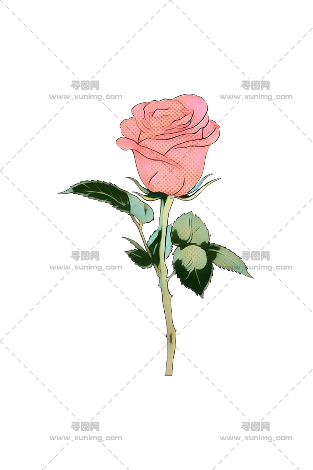 粉色玫瑰花植物学插画PNG免抠图预览图