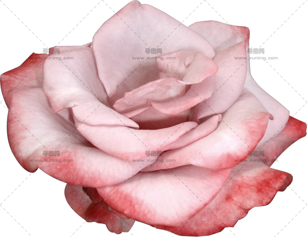 盛开粉色玫瑰花PNG免抠图预览图