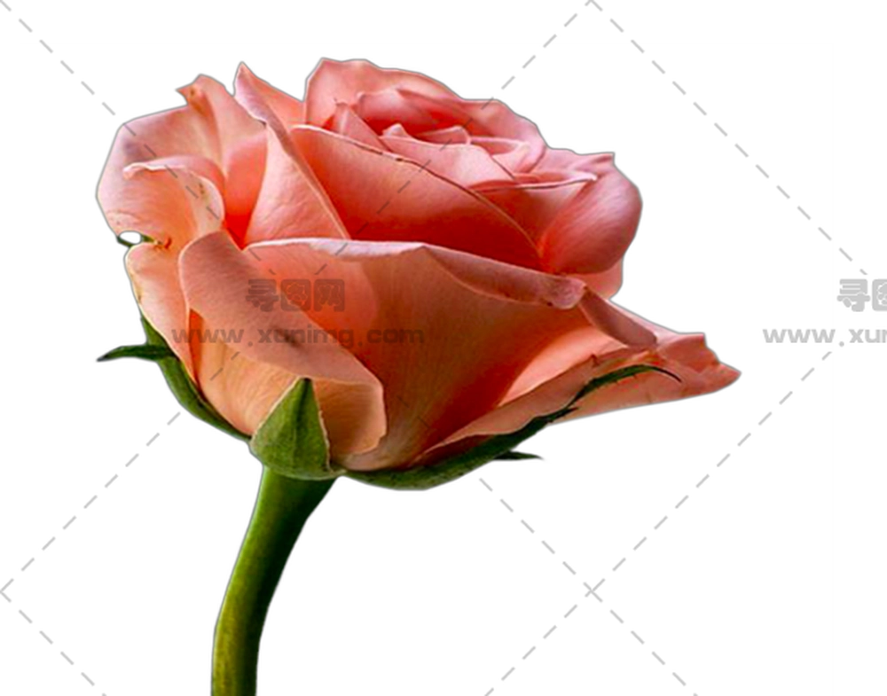 粉色玫瑰花朵绽放PNG免抠图预览图