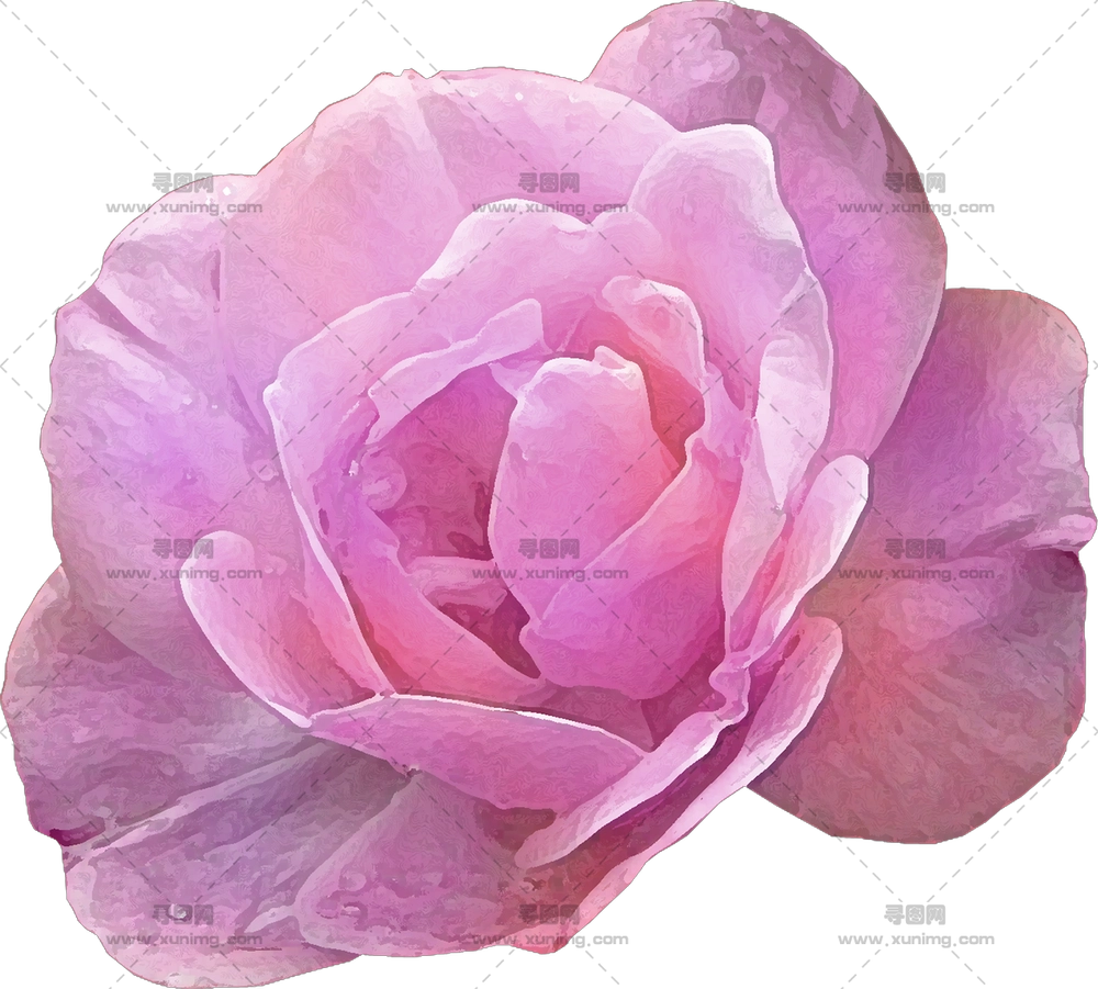 精致粉色玫瑰花朵PNG免抠图预览图